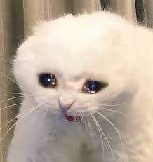 Screaming Crying Cat Blank Template Imgflip
