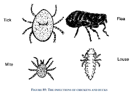 Pest and parasite research news. External Parasites Of Chickens And Ducks Vikaspedia