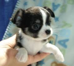 If you are looking to adopt a pug puppy then there are two ways that you can adopt one for free. Chihuahua Puppies For Free Chihuahua Puppies Free For Adoption I Have Nice Baby Face Chihuahua Teacup Chihuahua Puppies Chihuahua Puppies Free Puppies