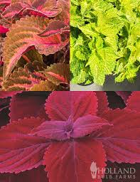 Image result for Coleus sylvestris