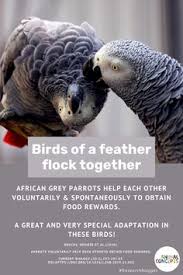 Birds Of A Feather 2020 Birds Of A Feather Flock Together En 2020