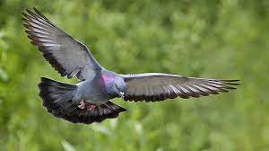 Check spelling or type a new query. Burung Merpati Berikan Manfaat Lebih Dari Sekedar Peliharaan