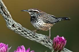 Cactus Wren Cactus Wren State Birds Cactus