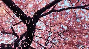 Wallpaper bunga sakura gugur bergerak. Gambar Bunga Sakura Bergerak
