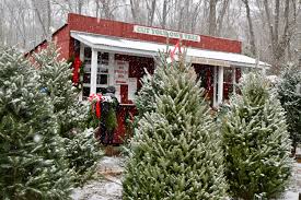 Our Trees - Hidden Pond Tree Farm