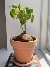 Image result for Cyphia erecta