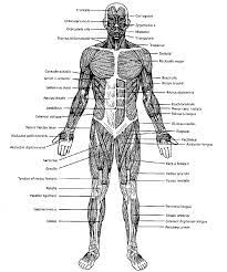Human Muscular System Muscular System Labeled Muscular System