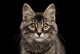 However, they are the cutest when they true terriers at heart, they love chasing squirrels and cats. Facts About Cats Mental Floss