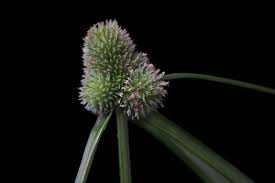 Image result for Cyperus nduru