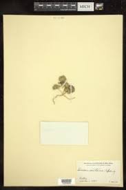 Image result for Leucas princei