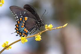 Image result for Buchnera usuiensis