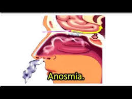 Es posible nacer con anosmia, que es la anosmia congénita, y también se puede perder la capacidad del olfato durante la vida por diferentes causas, y por un período breve, como puede ser cuando. Rehabilitacion De Las Anosmia Neurosensorial Por Covid Mediante Terapia Ocupacional Estimulacion Integral Multisensorial Clinica Crecen