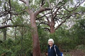 Image result for Digitaria gymnostachys