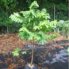 Soursop fruit has garnered recent attention for its delicious taste, funky shape, and for its health benefits. Soursop Tree Tampa Fl Gardening Nursery Center Citrus Trees