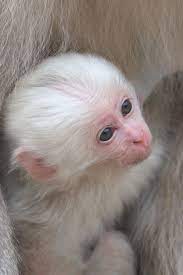 Jigokudani Monkey Park Rare Albino Animals Albino Animals Animals Beautiful