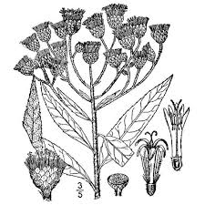 Image result for Vernonia melleri