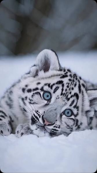 Snow leopard close up photography
