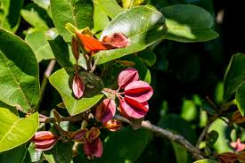 Image result for Combretum kraussii