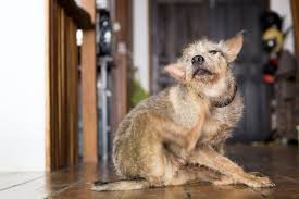 Using Coconut Oil For A Dog S Itchy Skin