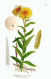 Image result for Pentanema