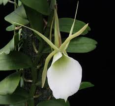 Image result for Angraecum infundibulare