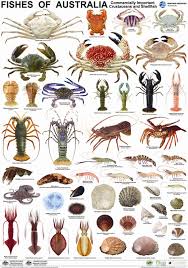 Pin By Gary Huerto On Fyi Fish Ocean Creatures Fish Chart