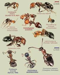 Image result for Anthericopsis