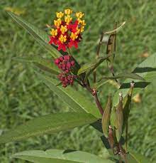Maybe you would like to learn more about one of these? Asclepias Curassavica Tropical Milkweed For Monarchs