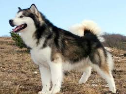 Alaskan malamutes are larger than siberian huskies. Alaskan Malamut Puppy 1 Girl Left Black And White Nottingham Nottinghamshire Pets4homes Big Fluffy Dogs Malamute Dog Fluffy Dogs