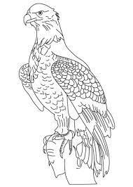Click on the image to view the bald eagle coloring page. Coloring Page Of Bald Eagle Cat Coloring Page Coloring Pages Art