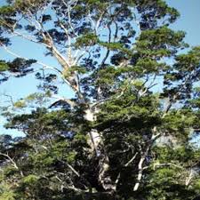 Image result for Newtonia buchananii