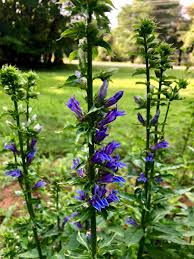 Image result for Lobelia flaccida