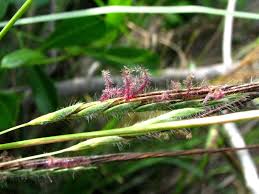 Image result for Heteropogon