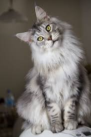 The maine coon is the only truly native american cat. Maine Coon Cat For Sale In Oregon Mainecoon Org