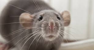 When researching having rats as pets, you'll probably come across a lot of different terms for the different. Dumbo Rats The Differences And Similarities To Know Before You Adopt Ratcentral