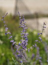 Image result for Perovskia atriplicifolia 'blue spire'