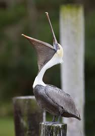 Sea Bird With Big Mouth Pin On Pelican
