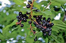 We did not find results for: Chokecherries Are Gems In Disguise Winnipeg Free Press