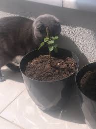 aylin hatsume adli kullanicinin princess cat panosundaki pin