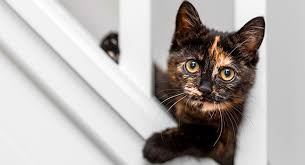 It is widely assumed that the color of the coat is linked to the personality of the cat. Black And Orange Cat Guide To The Black And White Tortoiseshell Cat