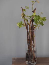 Image result for grapevine cuttings