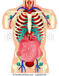 Costae) are the long curved bones which form the rib cage, part of the axial skeleton. Human Organs Stock Vector Of Human Organs Canstock