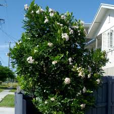 Image result for Radermachera