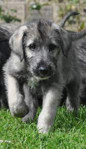 Irish Wolfhound Puppies Google Search Wolfhound Puppies Irish Wolfhound Puppies Dog Breeds