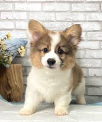 The pups are well socialised. Pembroke Welsh Corgi Puppies For Sale In New York Ny Puppyfor Me