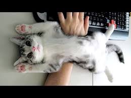Impossible Try Not To Laugh Challenge The Funniest Animal Videos Compilation Youtube Try not to laugh or grin while watching funny animals compilation with the funniest animal vines.