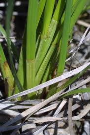 Image result for Eleocharis complanata