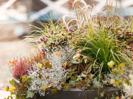 Check spelling or type a new query. Autumn Into Winter Containers Saga
