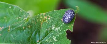 Are pill bugs bad neighbors? How To Manage Pillbugs Sowbugs Naturally Northwest Center For Alternatives To Pesticides