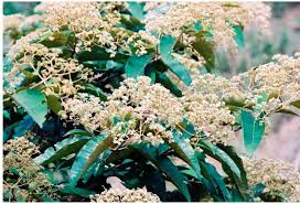 Image result for Harungana madagascariensis
